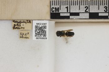 Media type: image;   Entomology 793929 Aspect: Labels
